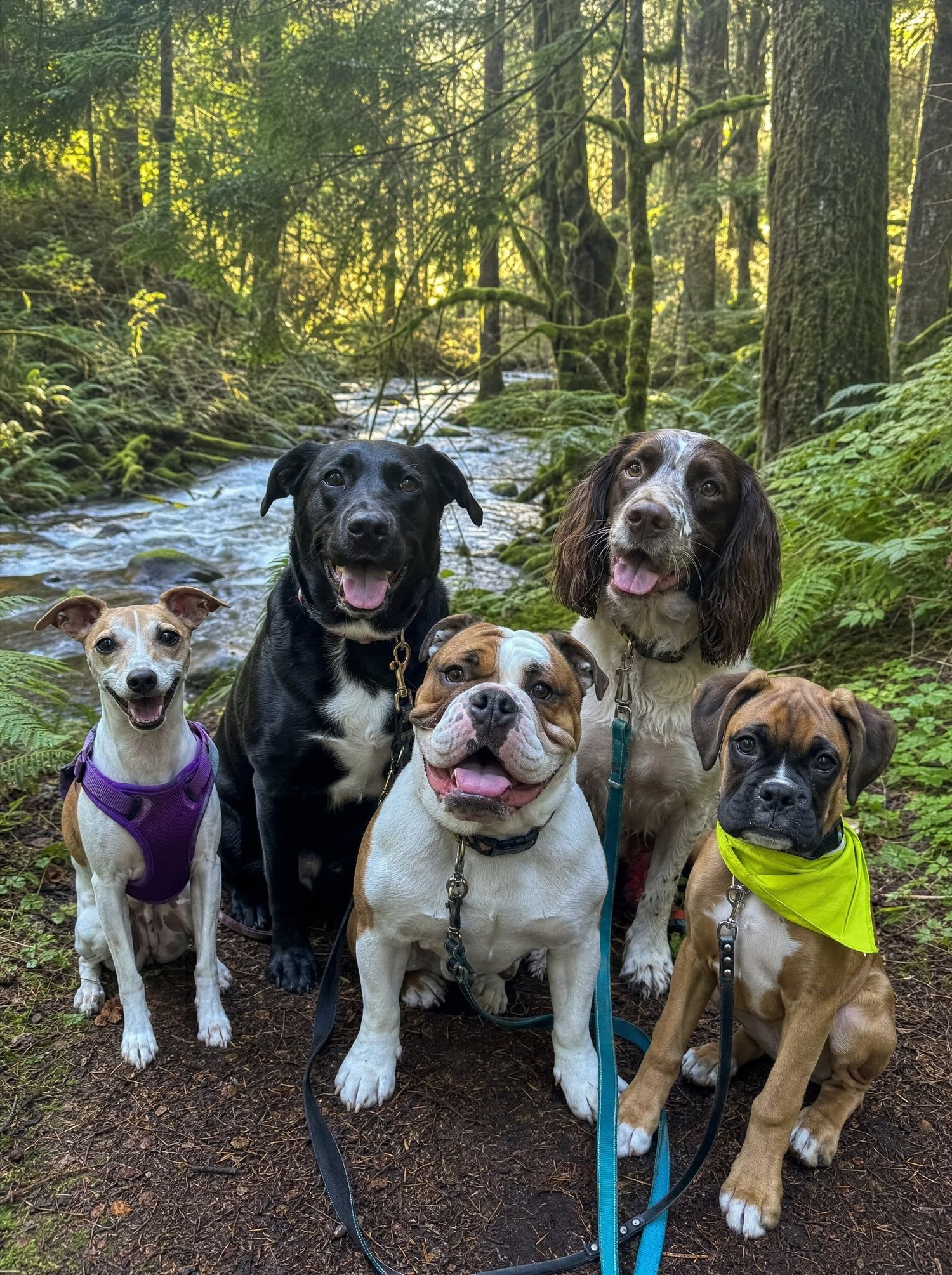 Five dogs sitting together on a woodland walk with The Local Pack, golden light through the trees