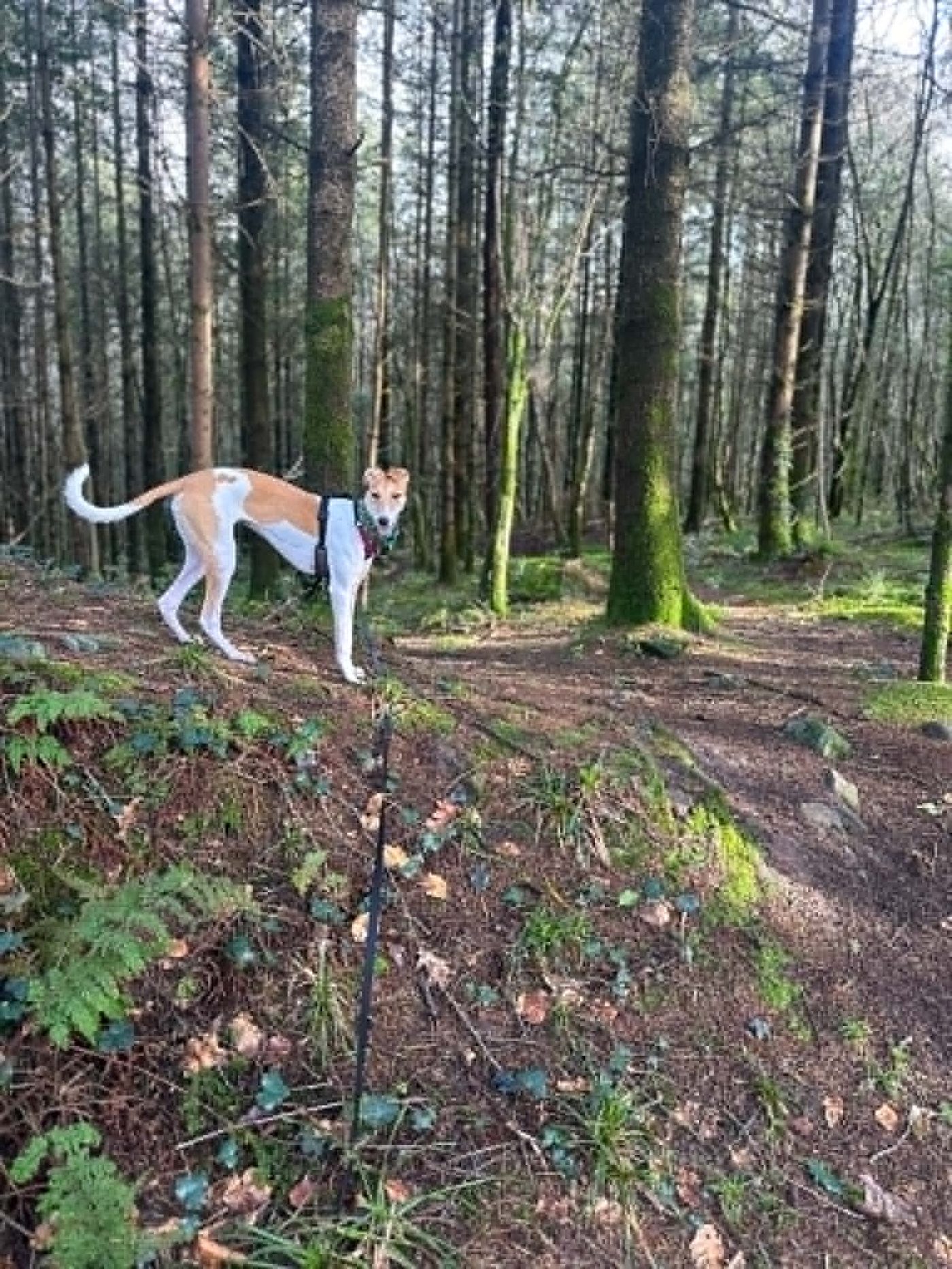 A black lab on a one-to-one walk along a country trail