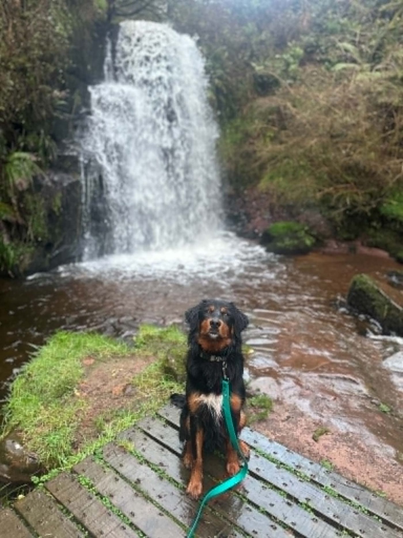 A dog sitting in front of a waterfall